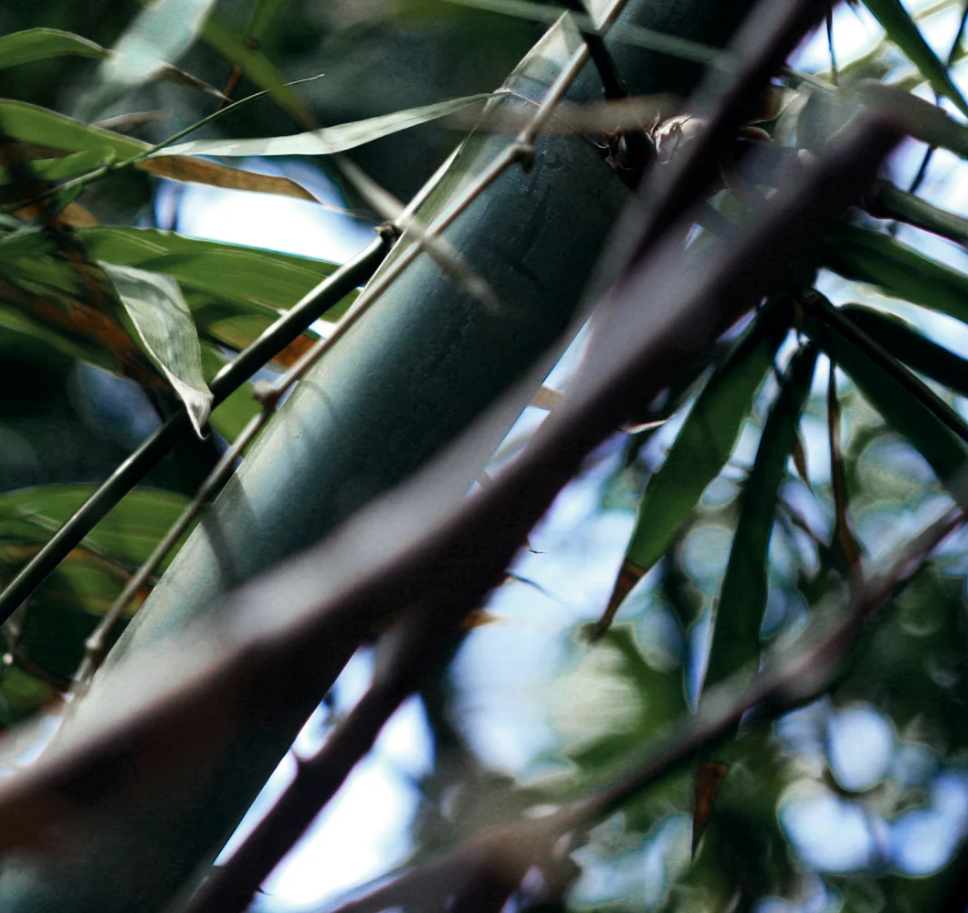 Bamboo grove